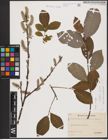 Foto von Salix aurita L. x Salix caprea L.